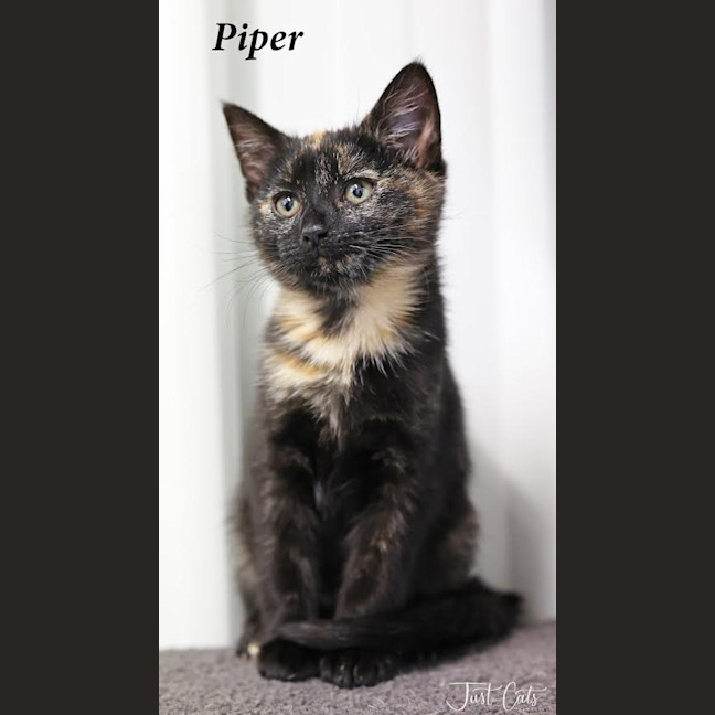 Photo of Piper