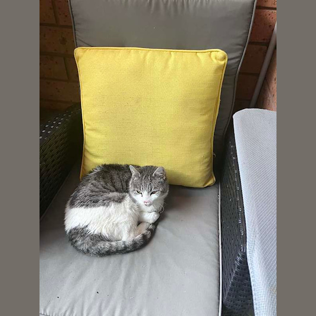 Photo of Cece