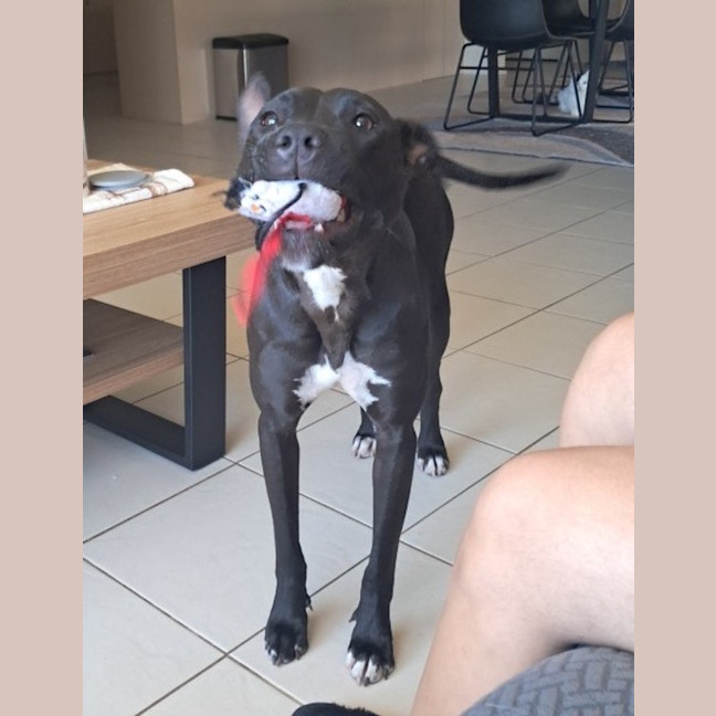 Photo of Ripley   1 Year Old Staffy X