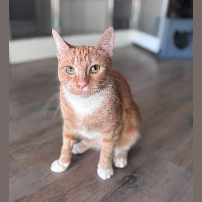 Photo of Ginger Megs