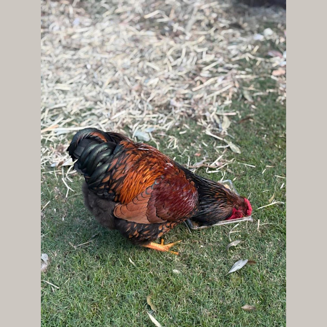 Photo of 7 Beautiful Roosters