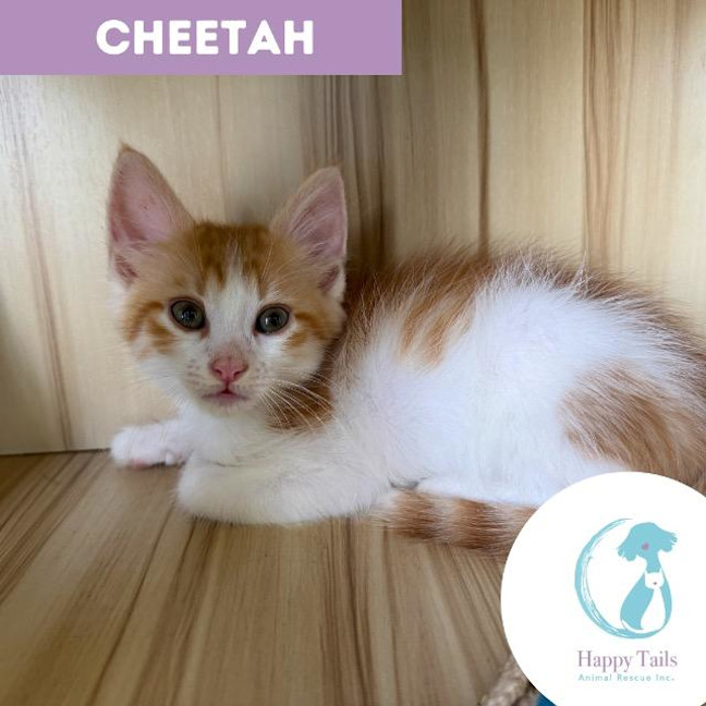 Photo of Cheetah