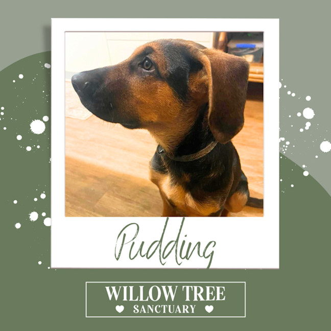 Photo of Pudding 