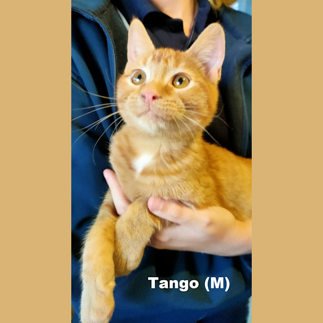 Photo of Tango