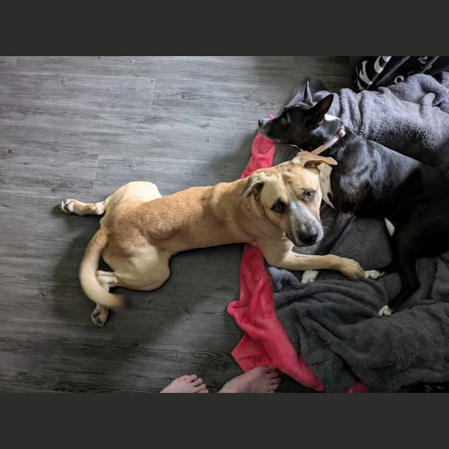 Photo of Barney