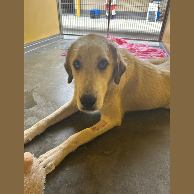Photo of Delilah 