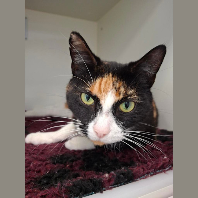 Photo of Tilly