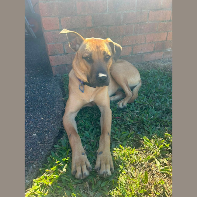 Photo of Carly *$350 Adoption Fee*