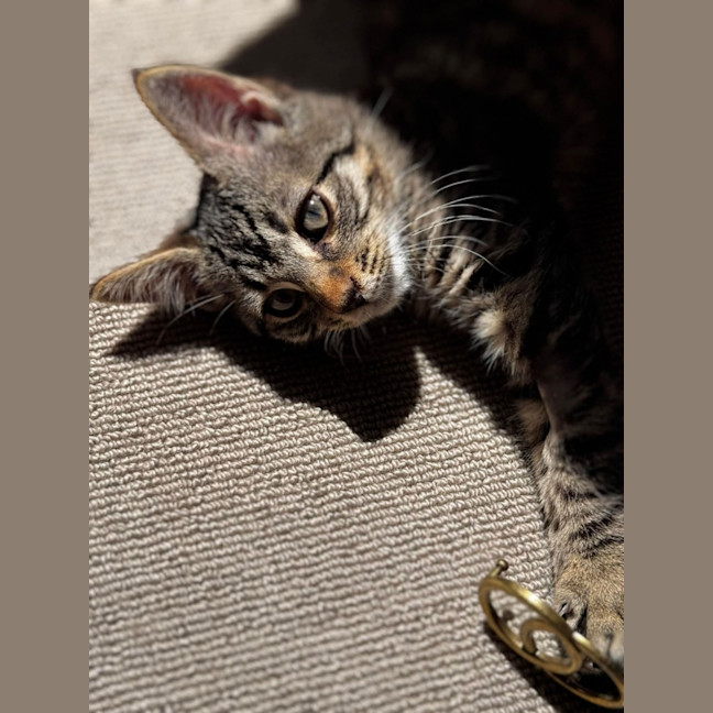 Photo of Coco 