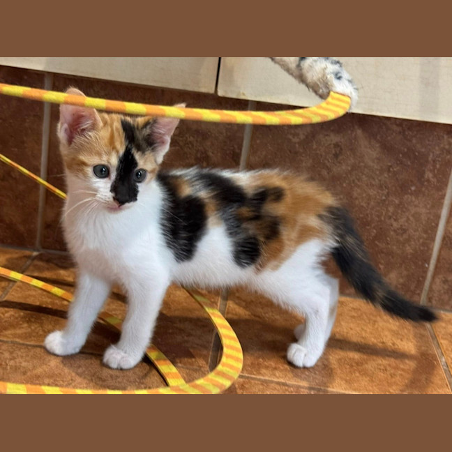 Photo of Stella Bella