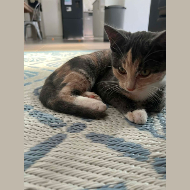 Photo of Nova