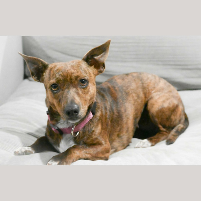Photo of Bonnie
