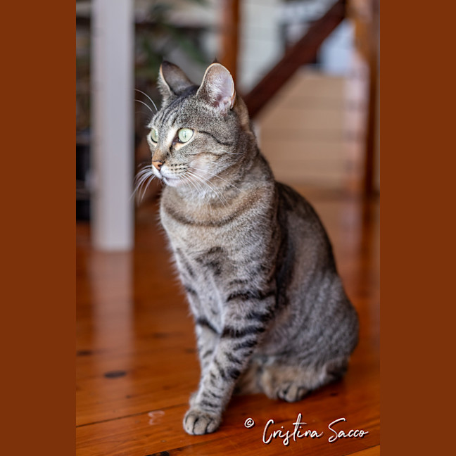Photo of Missy