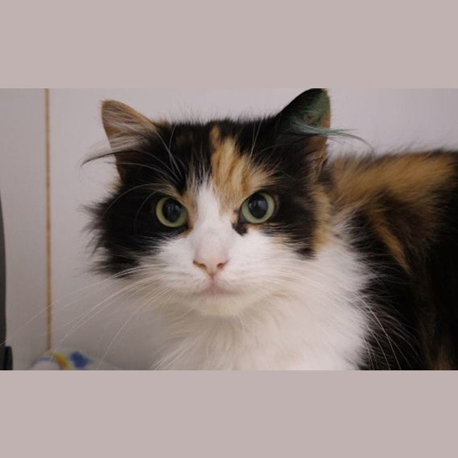Photo of Wren