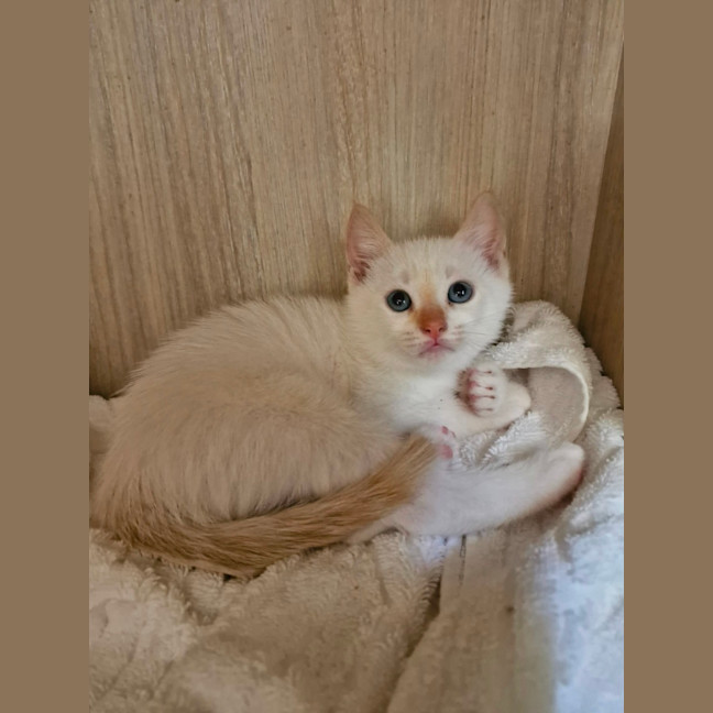 Photo of C1457 Titan