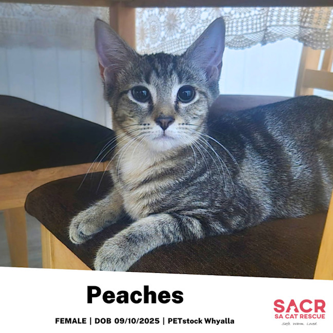 Photo of Peaches