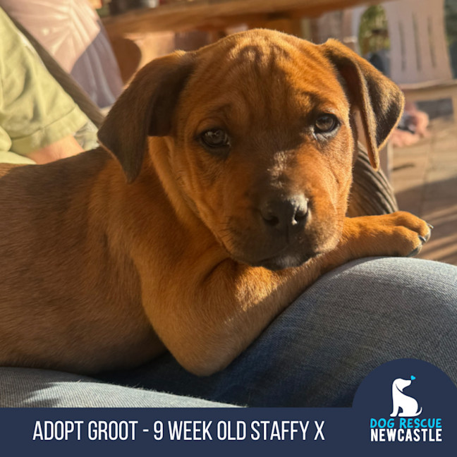 Photo of Groot   9 Week Old Staffy X