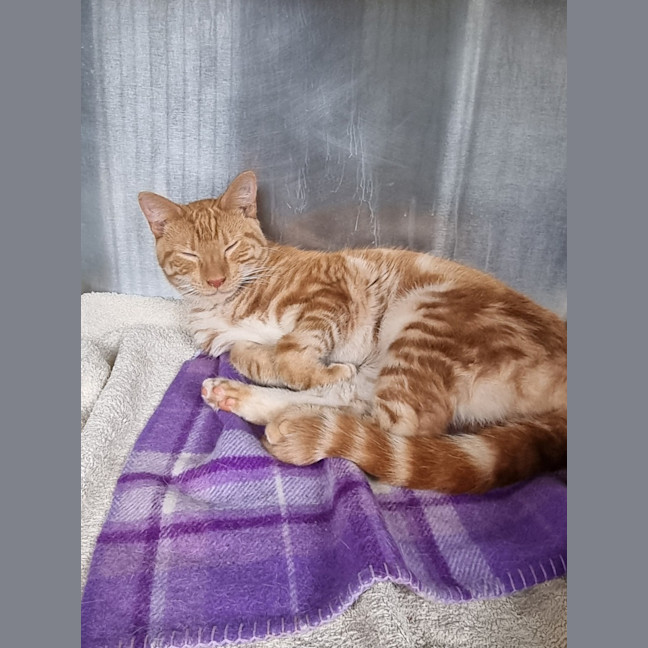 Photo of Ollie