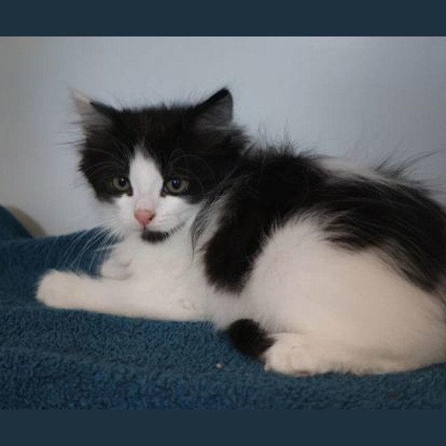 Photo of Ollie