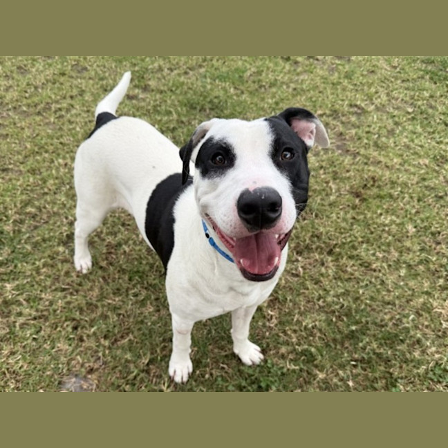 Photo of Tilly Imp 1094