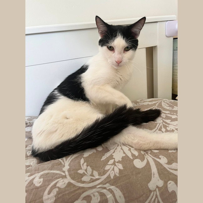 Photo of Blackjack *9 Lives Project Rescue*