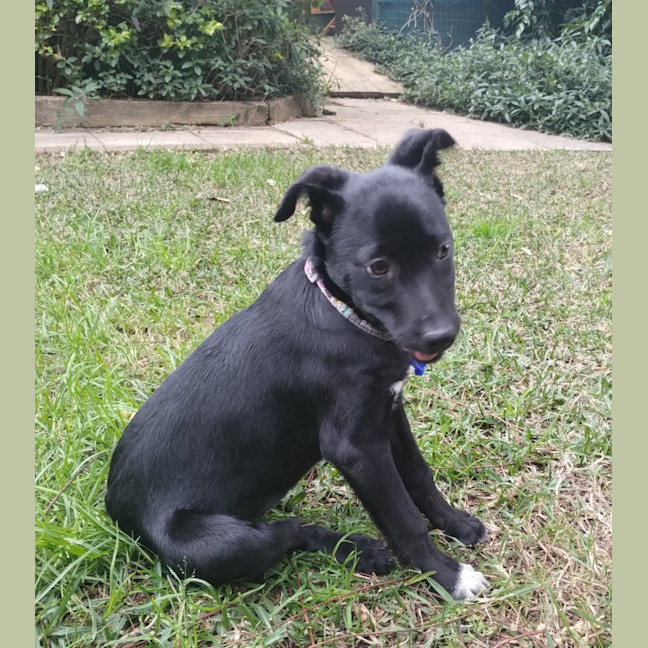 Photo of Nimona   4 Month Old Kelpie X (Trial)