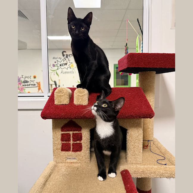 Photo of Oscar (& Ollie)