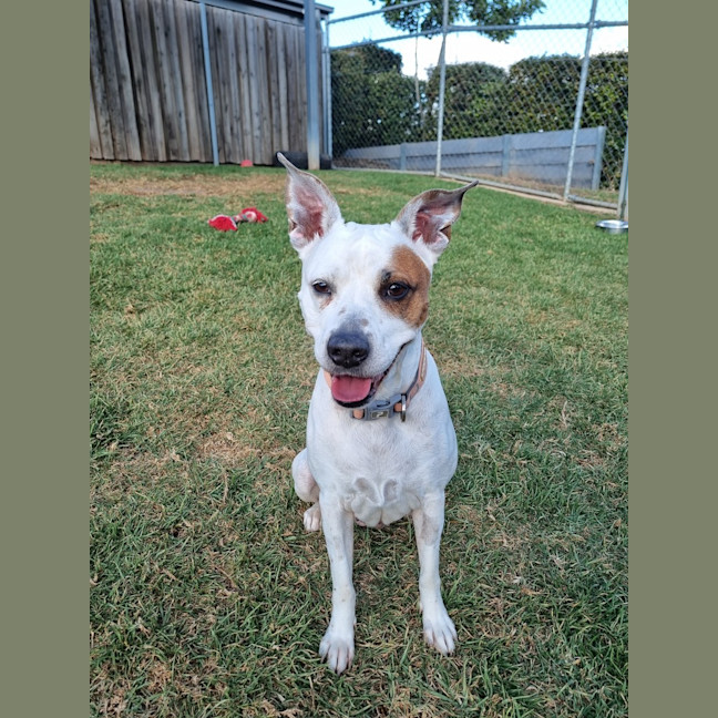 Photo of Ziggy