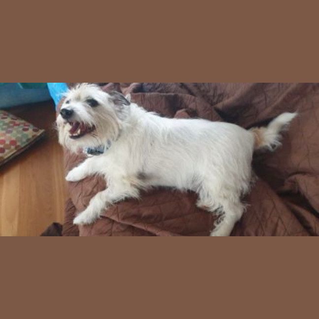 Photo of Archie