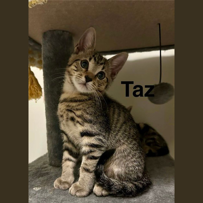 Photo of Taz