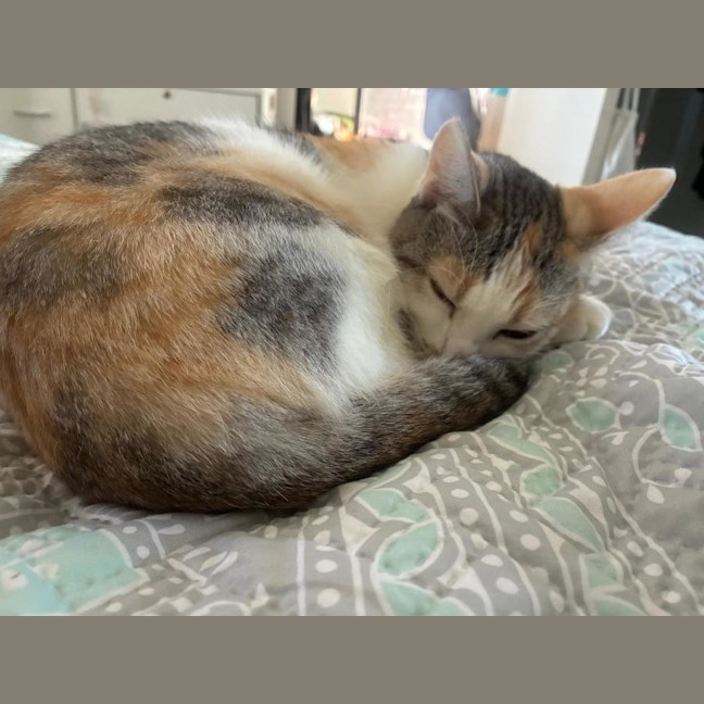 Photo of Daisy