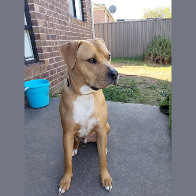 Photo of Shadow
