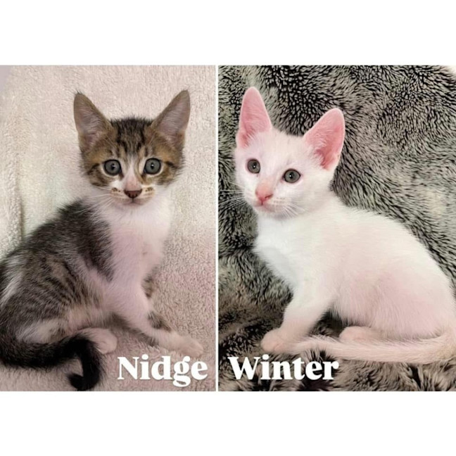 Photo of 11315/8   Winter & Nidge