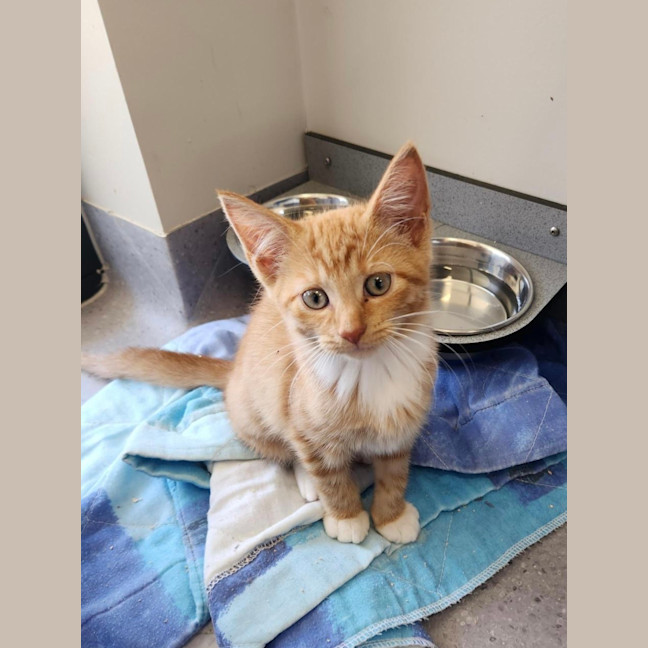 Photo of Simone Biles