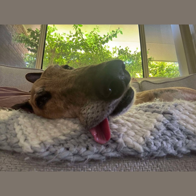 Photo of Spud, The Greyhound