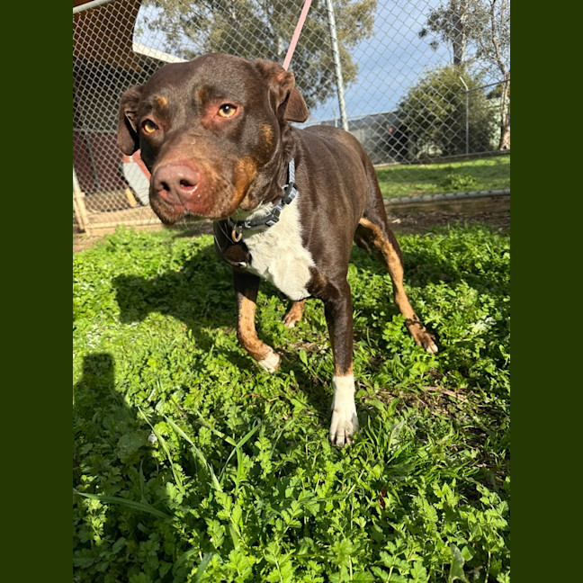 Photo of Whisky (Jameson)