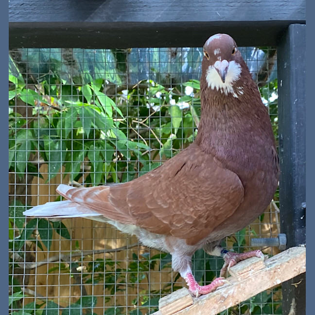 Photo of Potato Wedgie