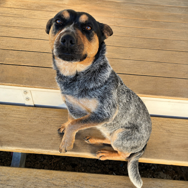 Photo of Roxy