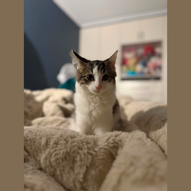 Photo of Cashew