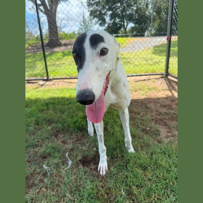Photo of Patch