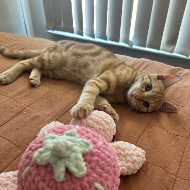 Photo of Merlin