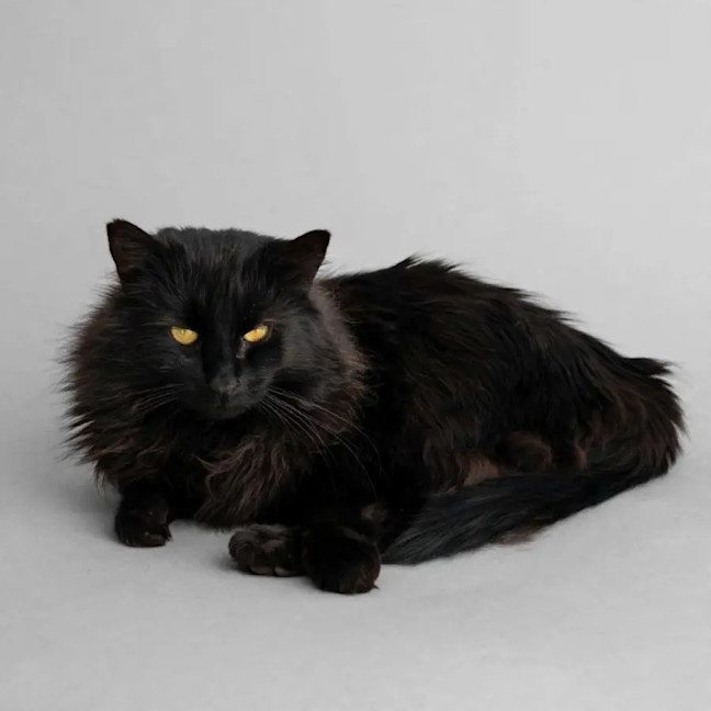 Photo of Midnight 