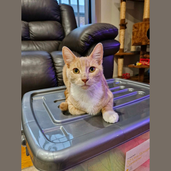 Photo of Watson