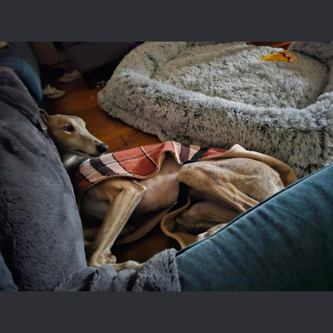 Photo of Franky, The Greyhound
