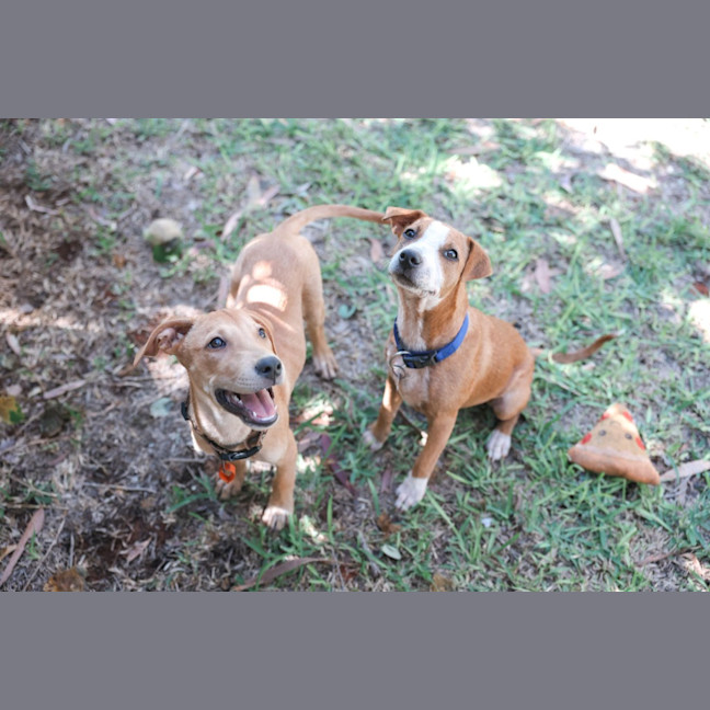 Photo of Gertie