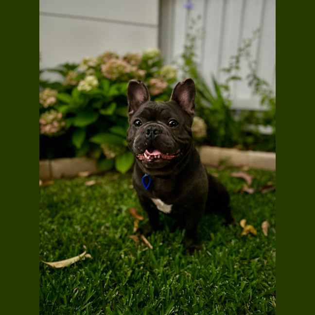 Photo of Bruce   3 Year Old French Bulldog (Hold)