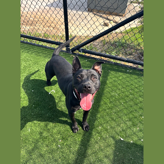 Photo of Ghibli Imp 2118