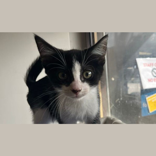 Photo of Gatue