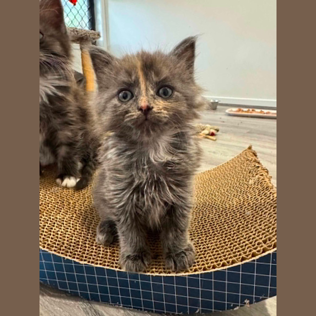 Photo of Calliope 