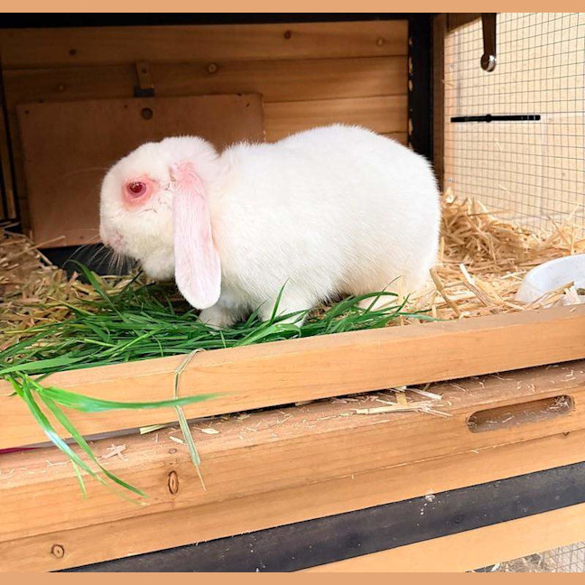 Photo of Minke